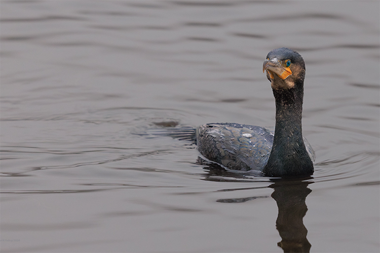  Cormorant